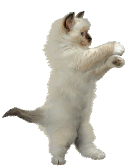 https://tbpkitties.neocities.org/Other%20pictures/Dance%20cat.gif